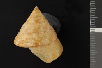 Media type: image;   Malacology 104554 Description: Dry shell;  Aspect: LAT